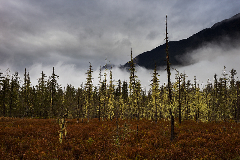 Rain Forest - British Columbia